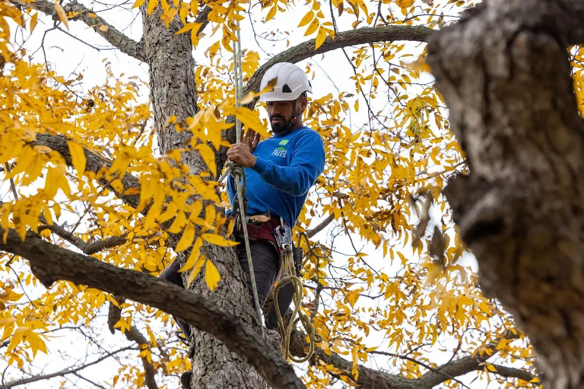Skilled Tree Transplanting crew working in Big Bay