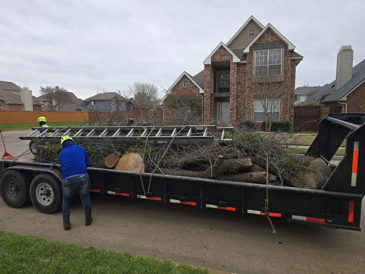Expert Tree Removal with proper safety equipment in Big Bay